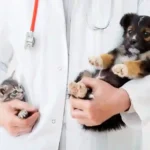 5 Common Health Issues in Pets and How to Prevent Them