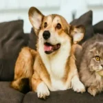 How to Care for Your Pet’s Eyes and Ears